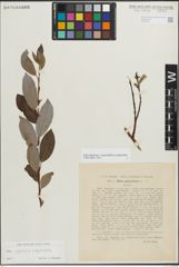 Foto von Salix myrsinifolia Salisb. x Salix phylicifolia L.